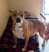 Louie (aka Dre) Bolster - Photo 4