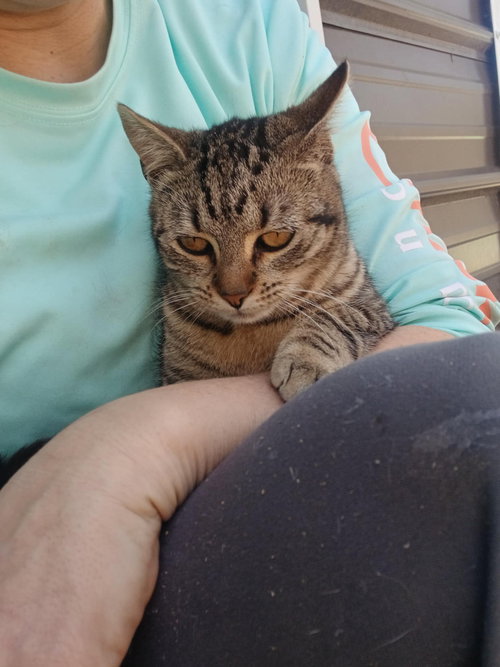 JUDY C CUNNINGHMAN - Tabby available for adoption