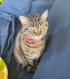 Pikachu C Doyon - Photo 8