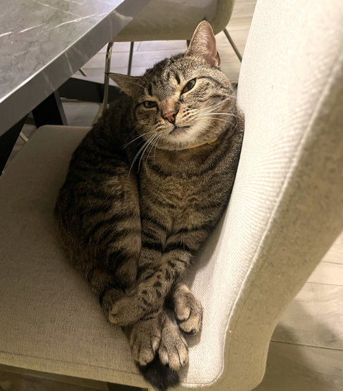 PIKACHU C DOYON - Tabby available for adoption