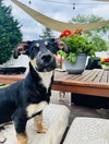 Lil Dipper aka Leo - Photo 5