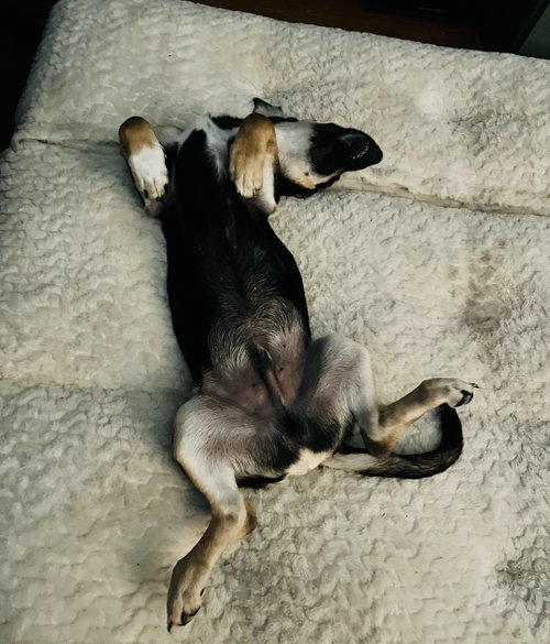 Photo 6 of Lil Dipper aka Leo