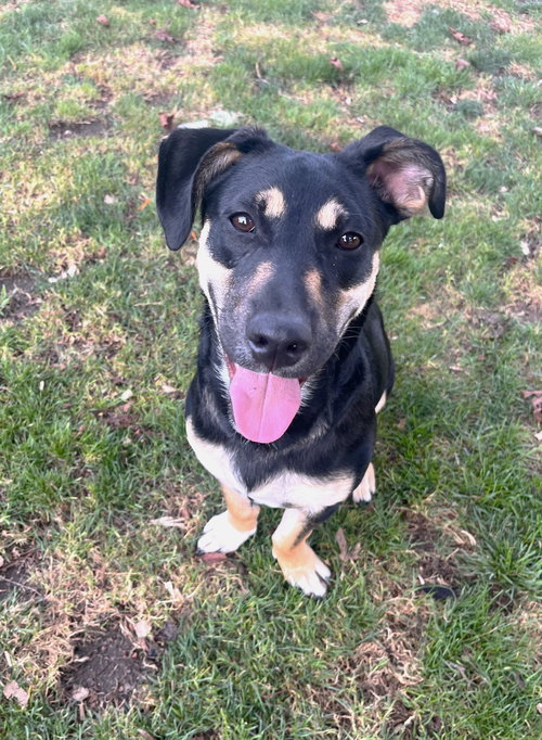 LIL DIPPER AKA LEO - Dachshund / Hound available for adoption