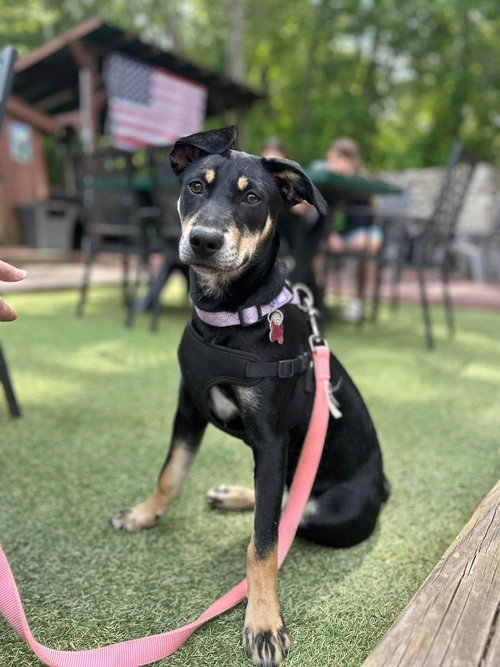 DOT CLARKE AKA DIP AND DOT - Feist available for adoption