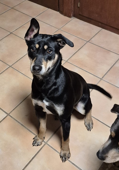 DOT CLARKE AKA DIP AND DOT - Feist available for adoption