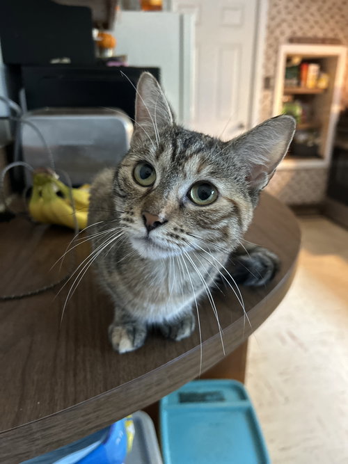 PETUNIA C OS - Tabby available for adoption