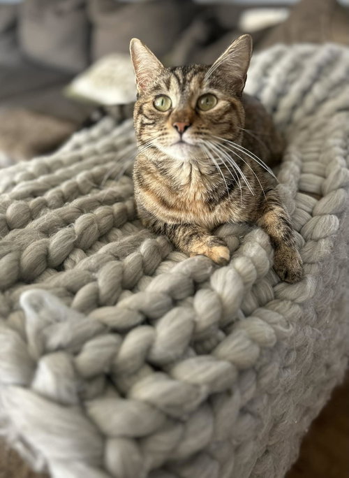 PETUNIA C OS - Tabby available for adoption