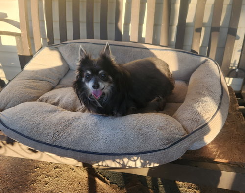 WILLIAM GATLIN - Chihuahua available for adoption