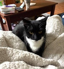 PRESTON C INGRAM - Tuxedo available for adoption