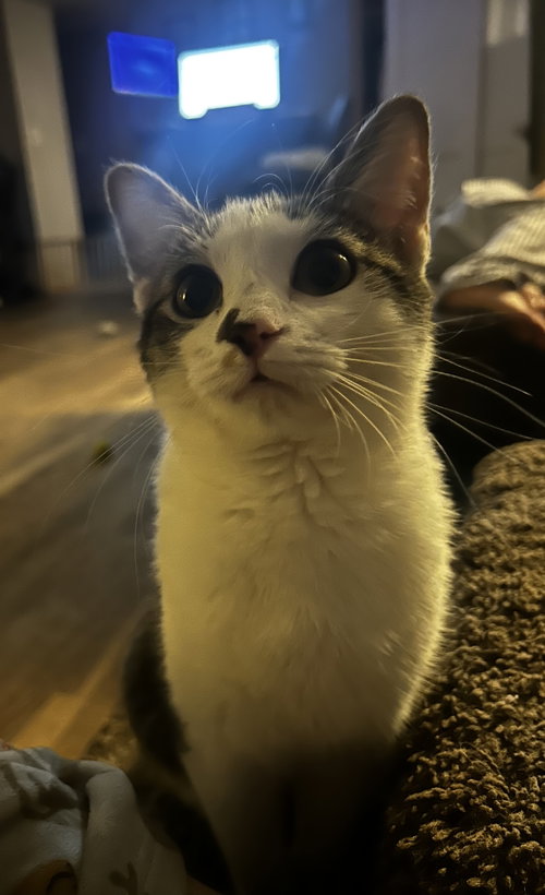 MARLOW C AUSTIN - Domestic Short Hair available for adoption