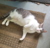 Miss Grey C Kirkland - Photo 5