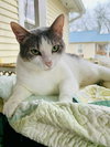 Miss Grey C Kirkland - Photo 1
