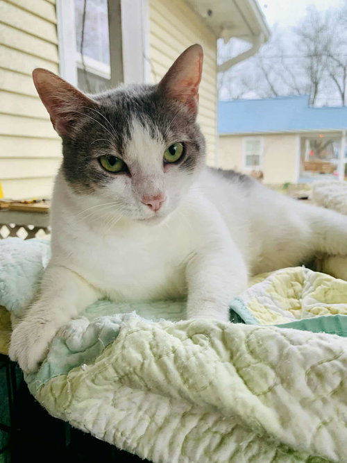 MISS GREY C KIRKLAND - Domestic Short Hair available for adoption