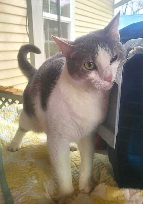MISS GREY C KIRKLAND - Domestic Short Hair available for adoption