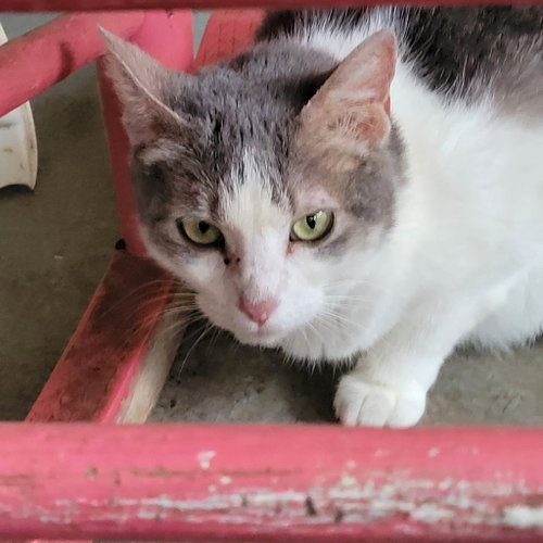 Miss Grey C Kirkland, an adoptable Domestic Short Hair in Saunderstown, RI