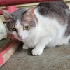 Miss Grey C Kirkland - Photo 2