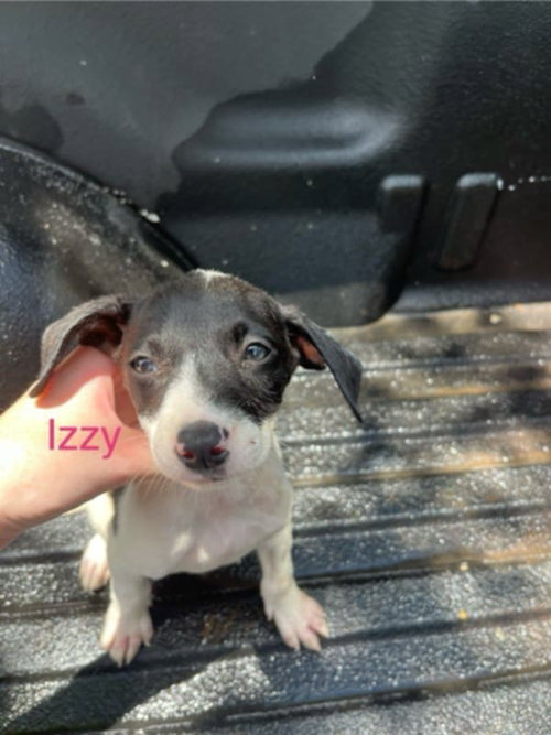 Izzy Kirkland — thumbnail 9
