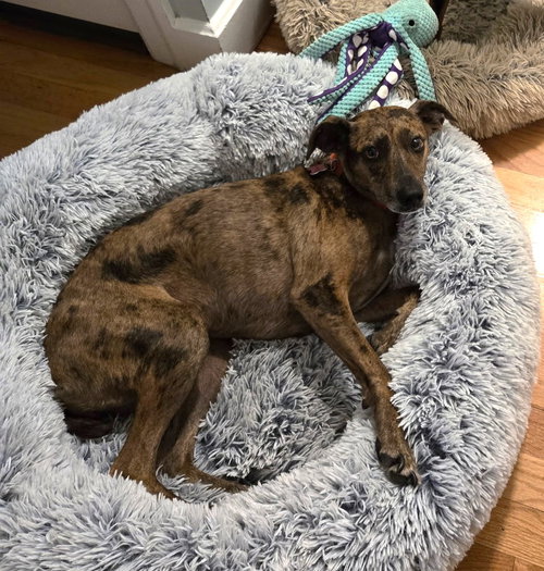 LUCINDA GATLIN - Feist available for adoption