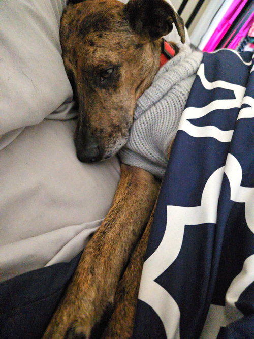 LUCINDA GATLIN - Feist available for adoption