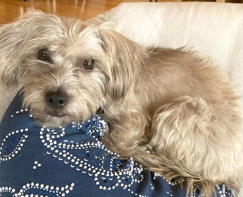 STEFFIE  PLUNKETT - Terrier available for adoption