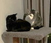 Skittles C Socia & Winnie C Jean BONDED PR. - Photo 8