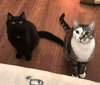 Skittles C Socia & Winnie C Jean BONDED PR. - Photo 4