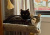 Skittles C Socia & Winnie C Jean BONDED PR. - Photo 5