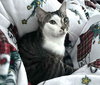 Skittles C Socia & Winnie C Jean BONDED PR. - Photo 3