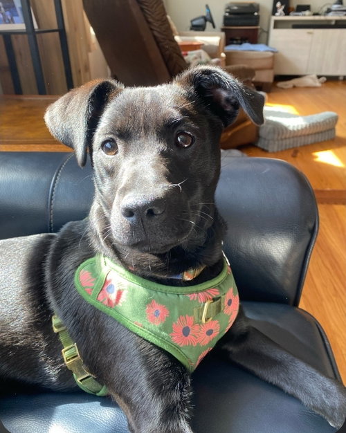 Sapphire Nova, an adoptable Labrador Retriever in Saunderstown, RI