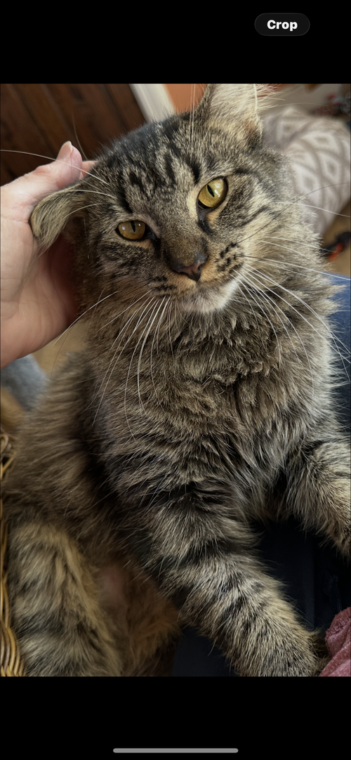 NATALIE C INGRAM - Tabby available for adoption