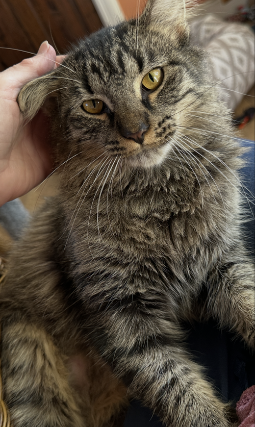 Natalie C Ingram, Baby Tabby / Mixed (short coat), cat for adoption in Norwich, Connecticut