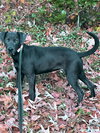 Gypsy Karl - Photo 4