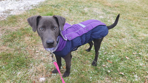 GYPSY KARL - Feist available for adoption
