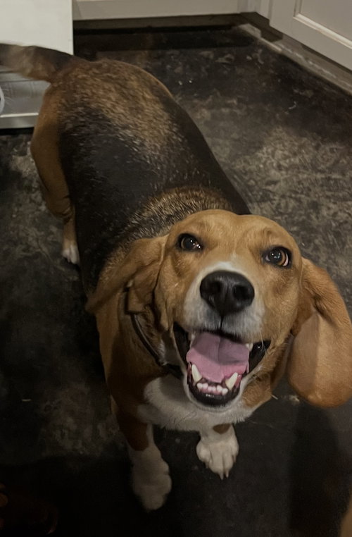 WINSTON WEAVER - Beagle available for adoption