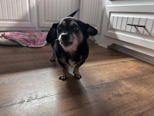 GABBY PLUNKETT - Chihuahua available for adoption