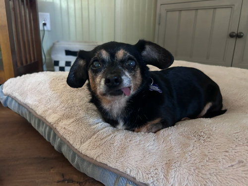 GABBY PLUNKETT - Chihuahua available for adoption
