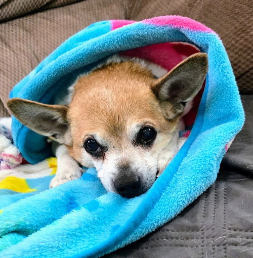 MAX HADLEY - Chihuahua available for adoption