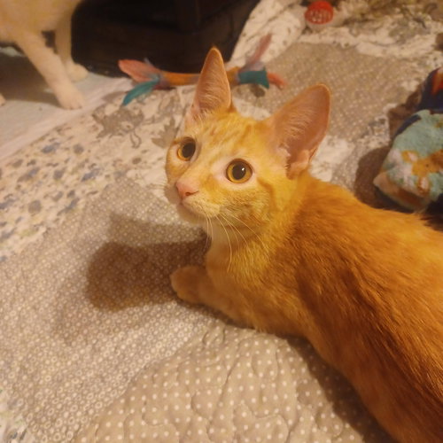 PUMPKIN C GARGANO - Tabby available for adoption