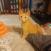 Pumpkin C Gargano - Photo 2