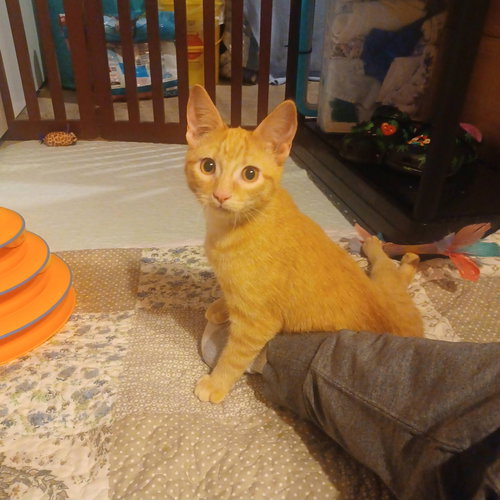 PUMPKIN C GARGANO - Tabby available for adoption