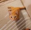 Pumpkin C Gargano - Photo 3
