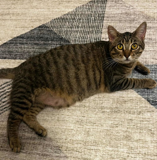NACHO LIBRE C BELL - Tabby available for adoption