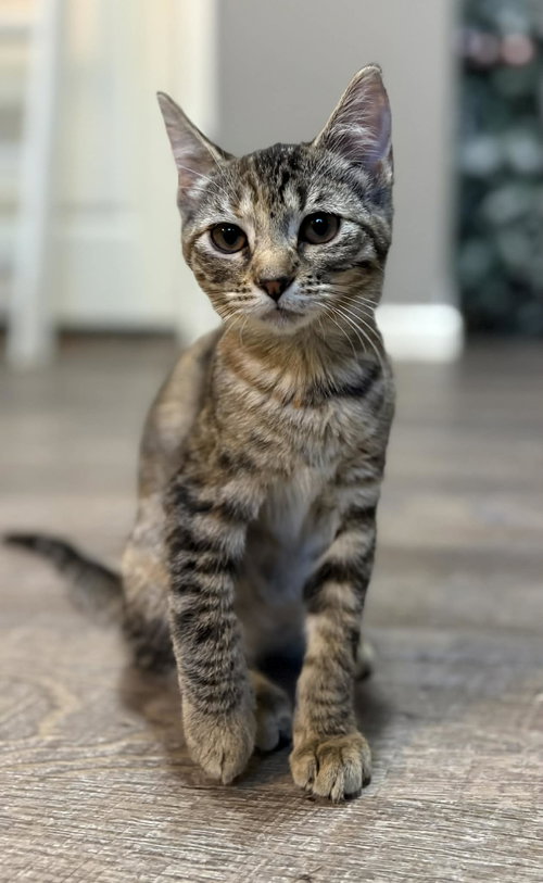 RAVEN C GRACE - Tabby available for adoption