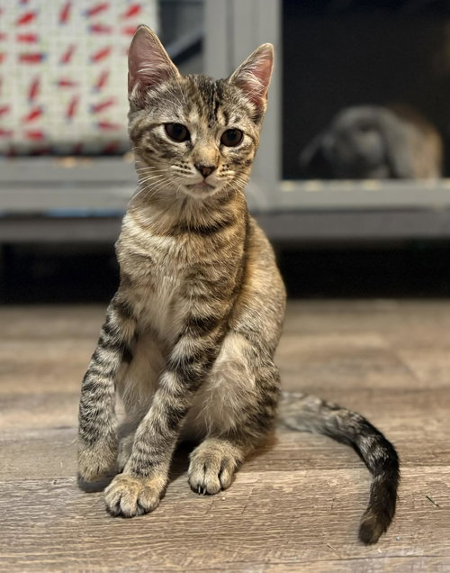 RAVEN C GRACE - Tabby available for adoption