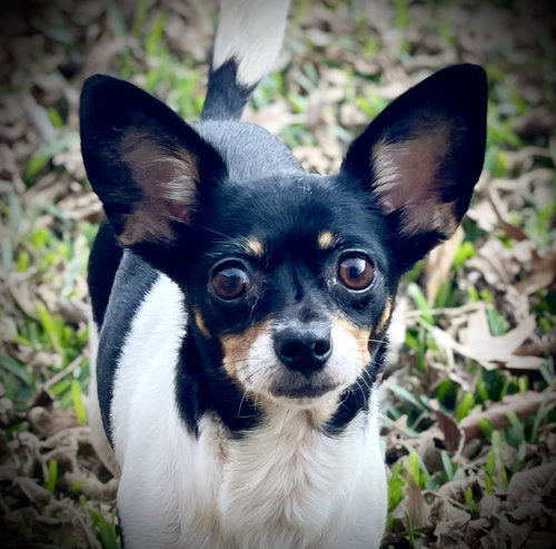 animal-image