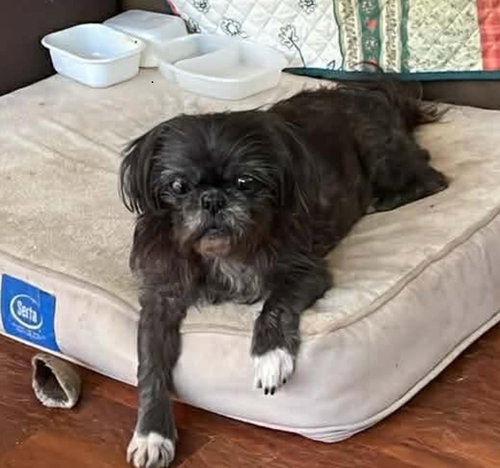 Sophie Gargaro, an adoptable Shih Tzu in Saunderstown, RI