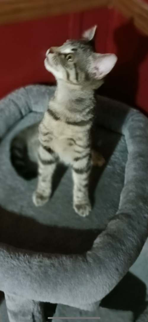 animal-image