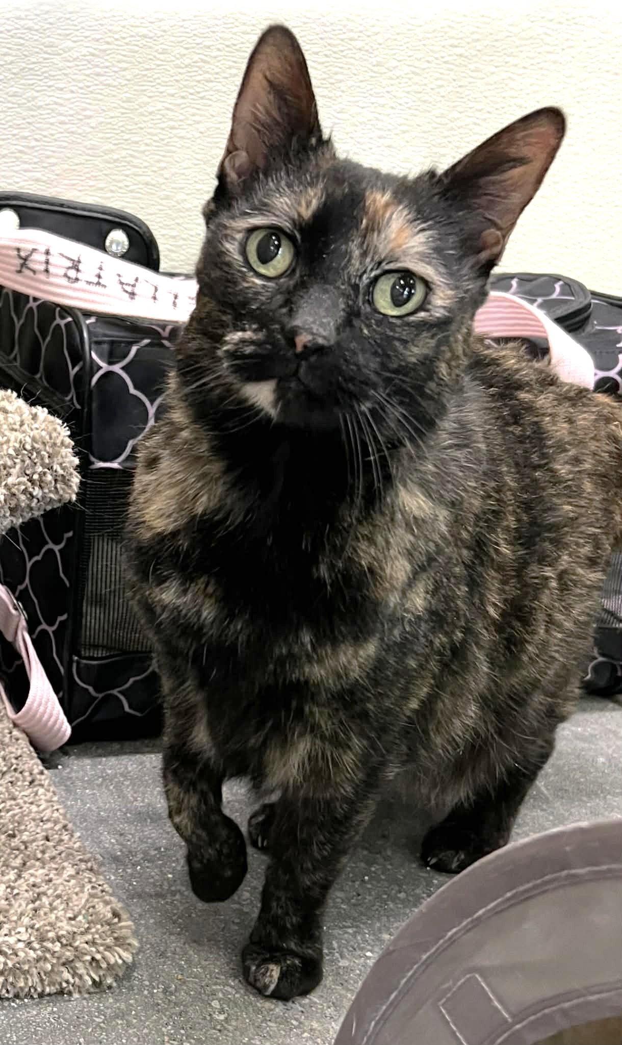 Bellatrix C Button @ Pet Supply Plus in Narr. RI Image