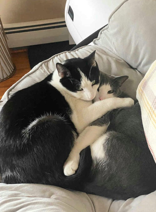 Abu & Oba OS, Young Domestic Short Hair / Mixed (short coat), cat for adoption in Norwich, Connecticut