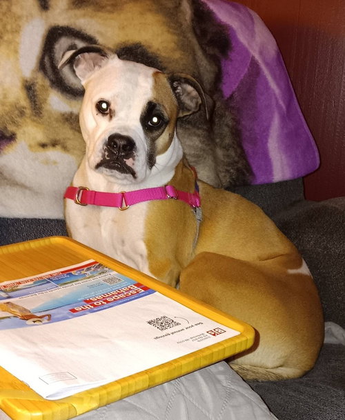 Iris Blossom, an adoptable Boxer in Saunderstown, RI